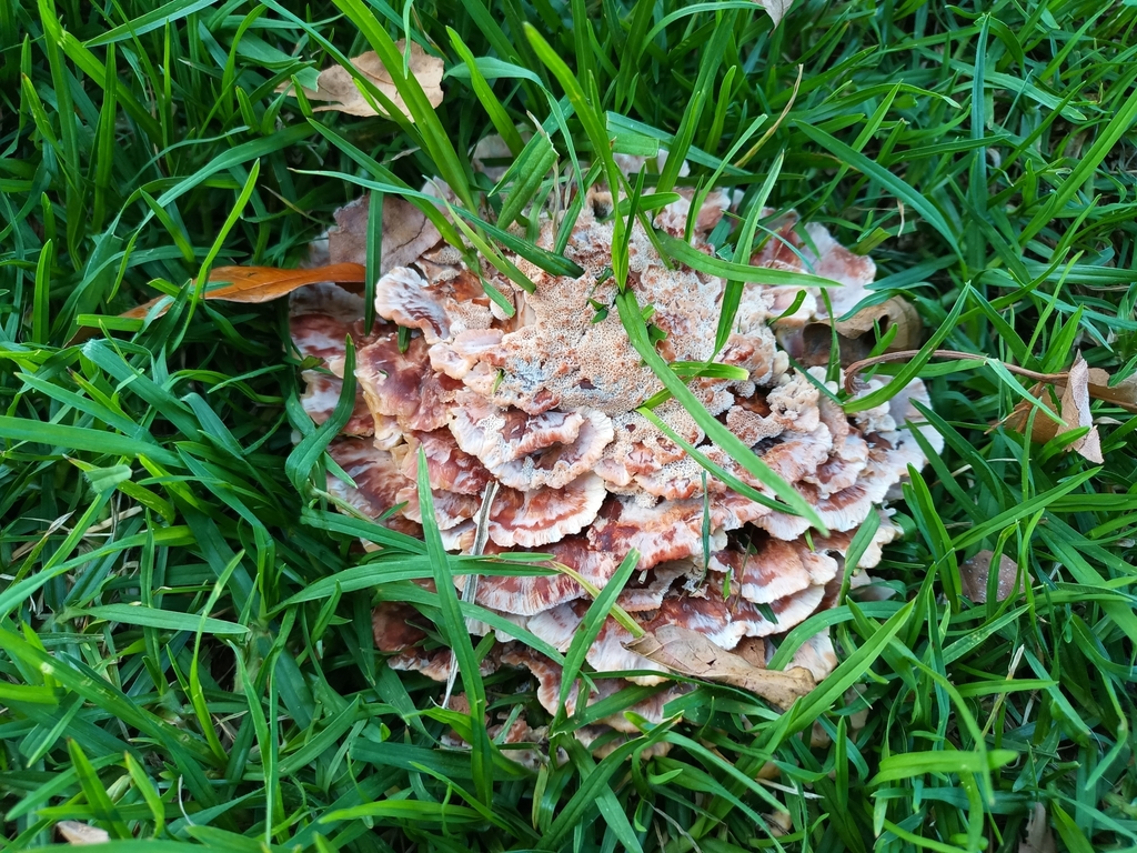 Abortipore bisannuel (Abortiporus biennis)