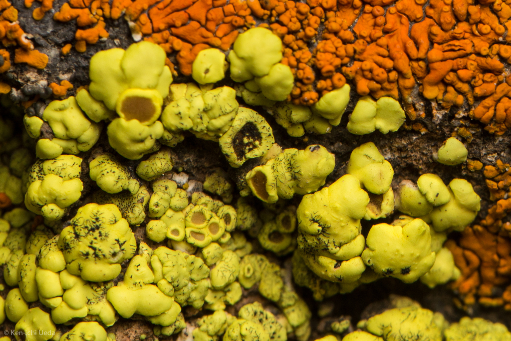 Acarospora socialis (Acarospora socialis)