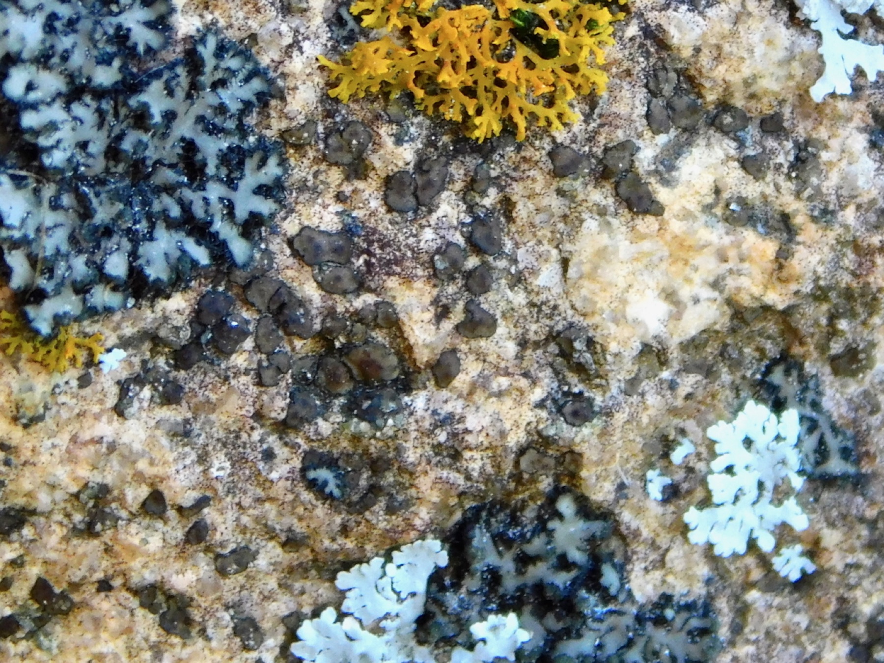 Acarospore brune (Acarospora fuscata)