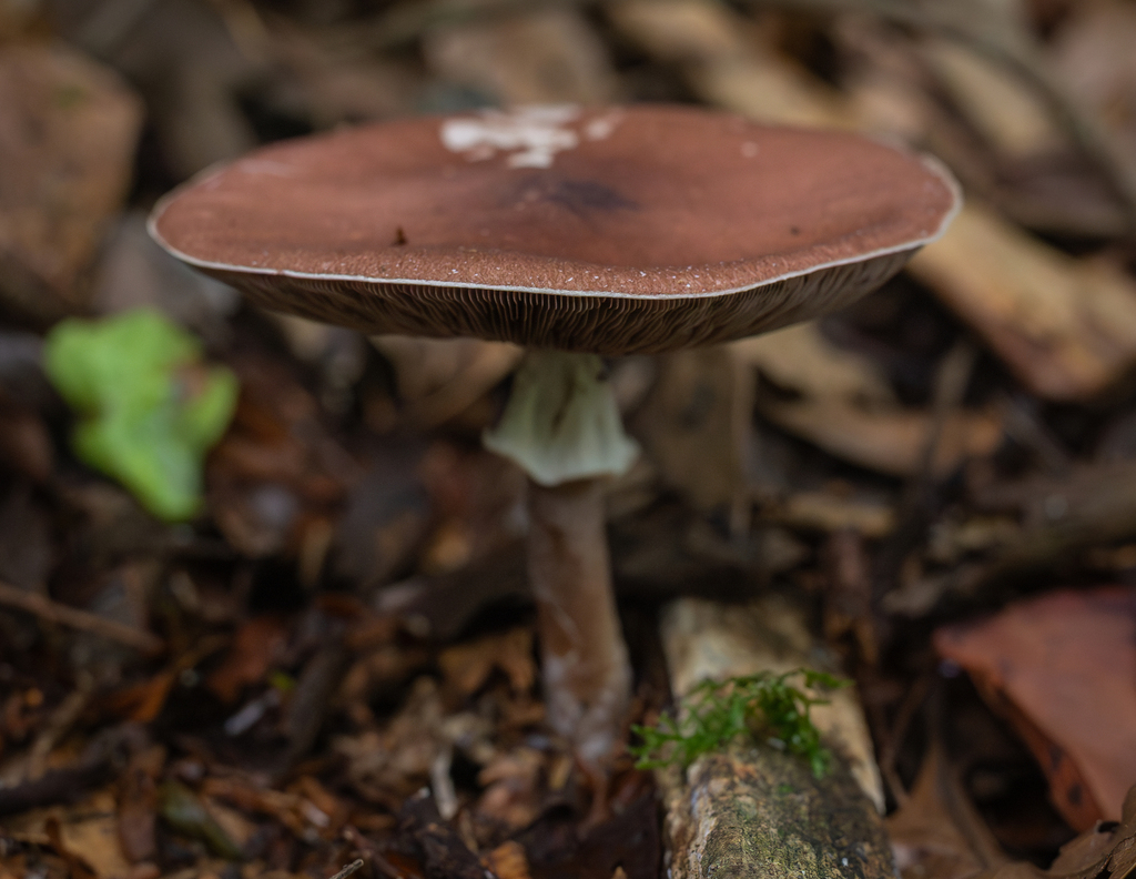 Agaric amande (Agaricus subrufescens)
