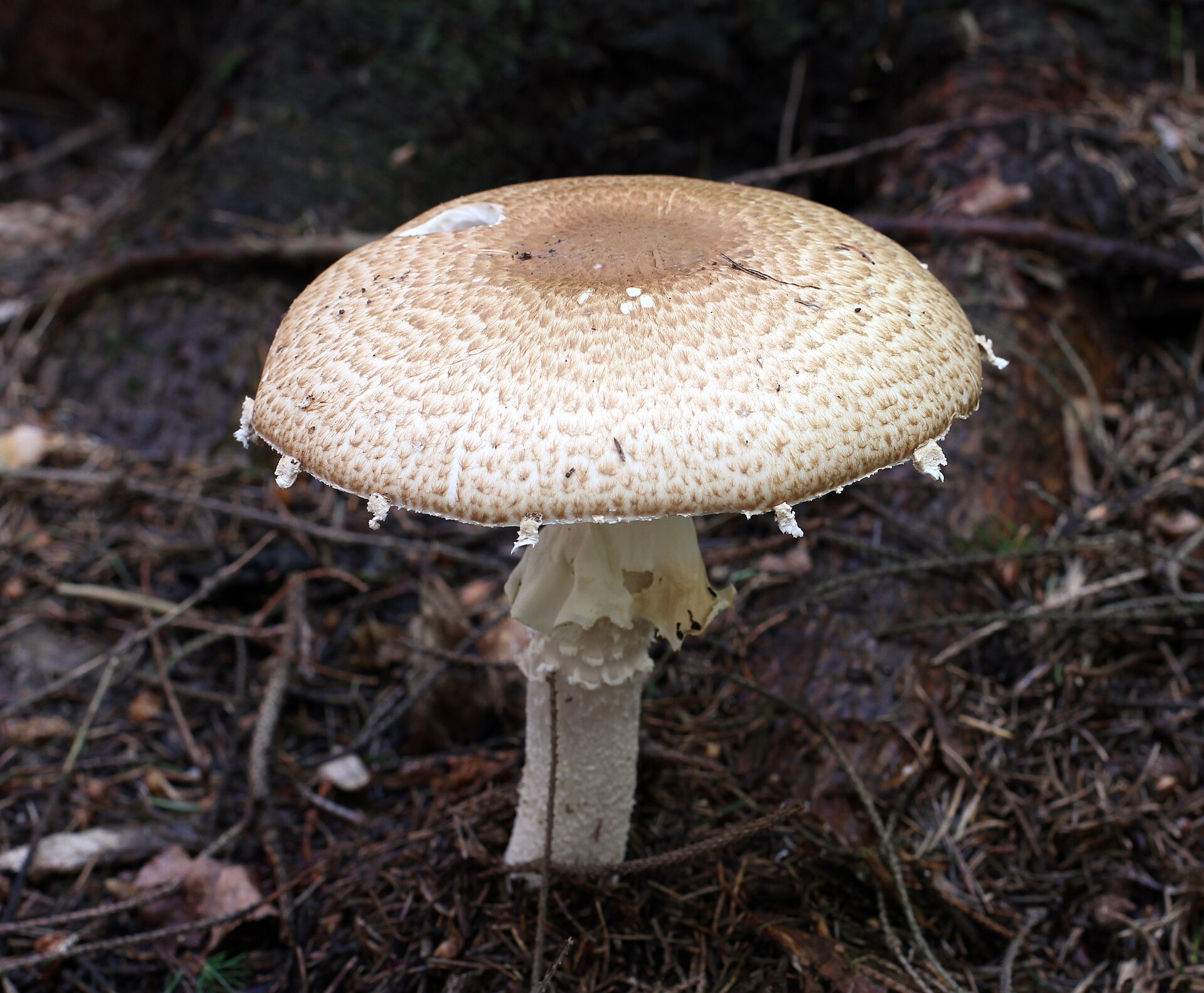 Agaric auguste (Agaricus augustus)