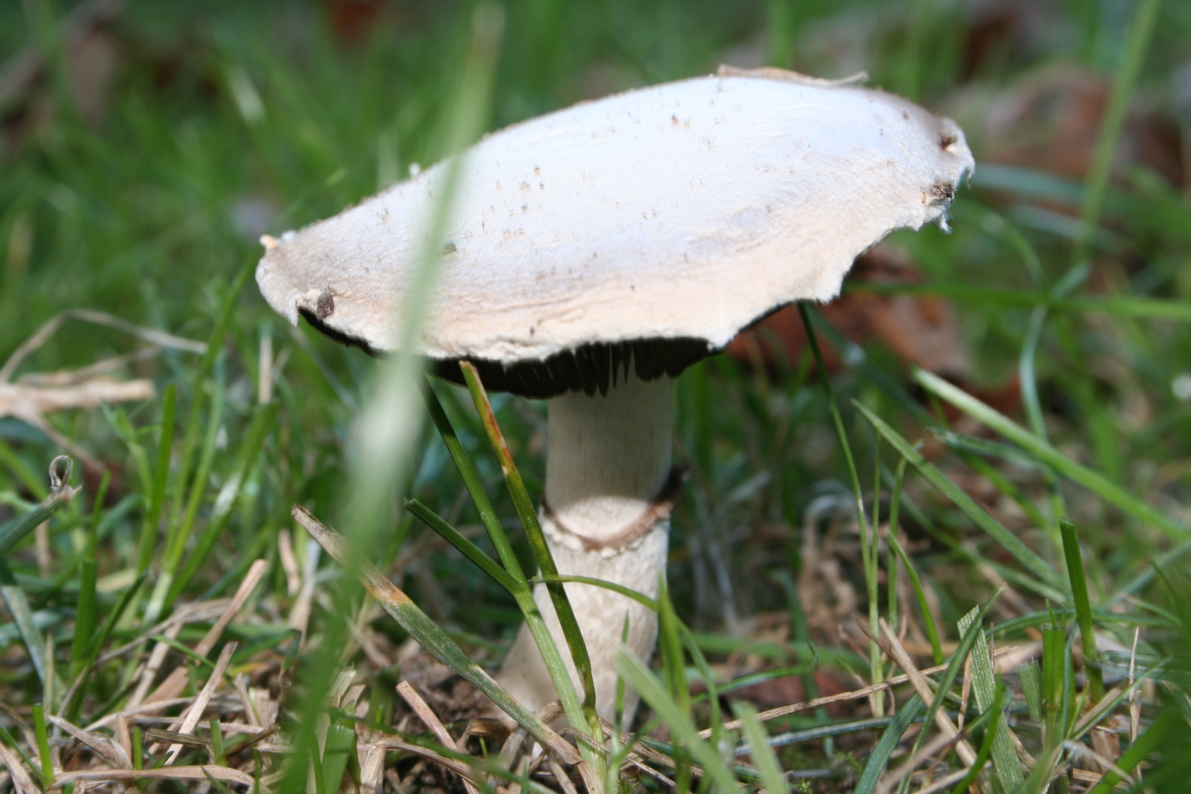 Agaric champêtre (Agaricus campestris)