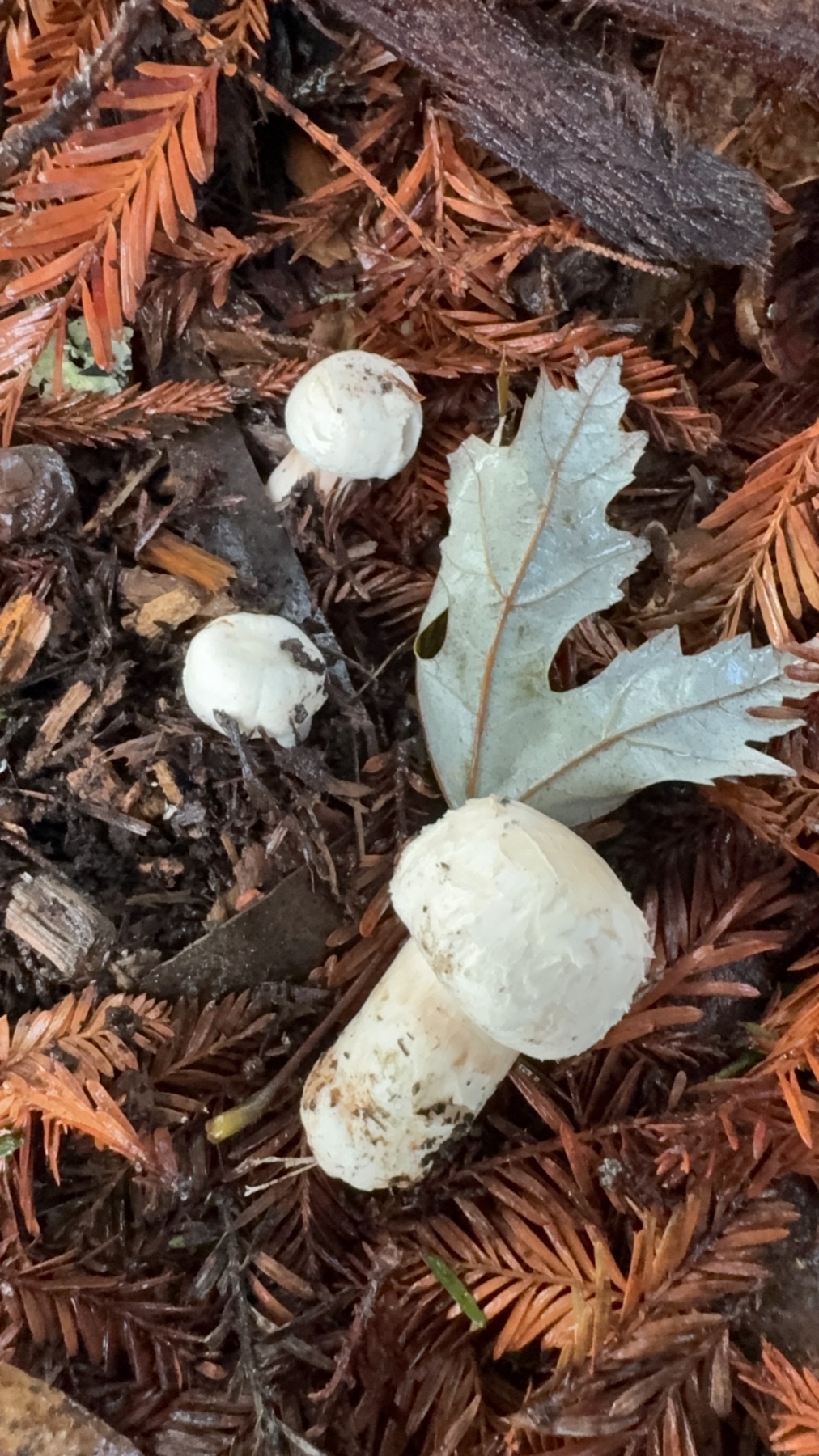 Agaric de Californie (Agaricus californicus)