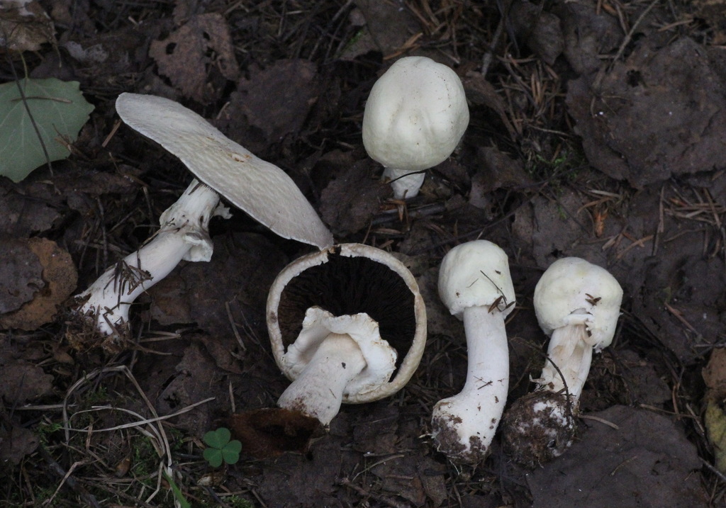 Agaric des bois (Agaricus sylvicola)