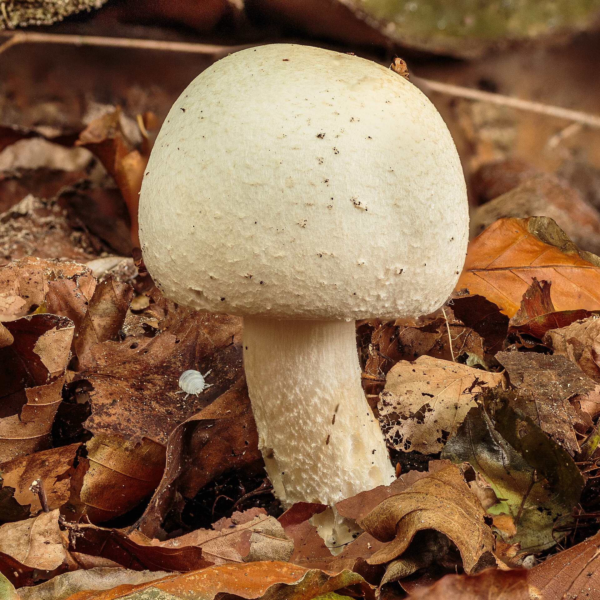 Agaric des jachères (Agaricus arvensis)