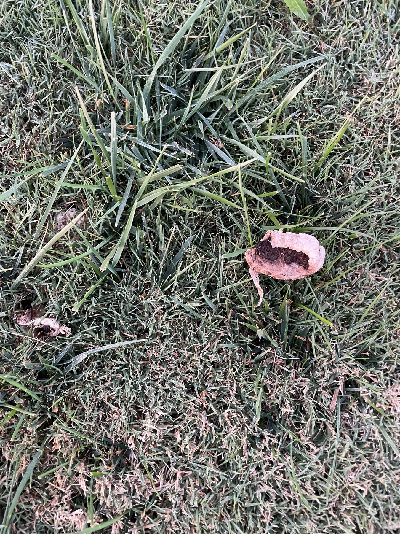 Agaric des prés salés (Agaricus bernardii)