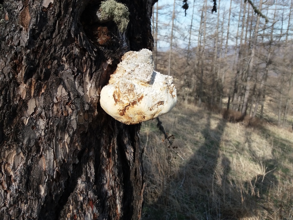 Agaric du mélèze (Laricifomes officinalis)