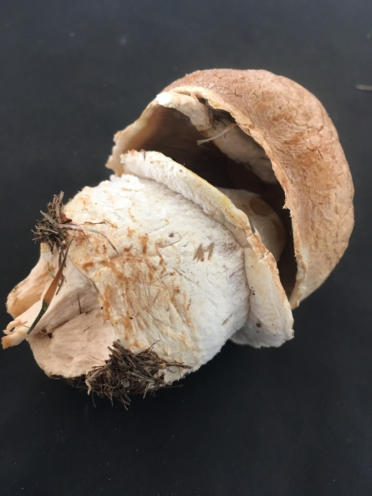 Agaric géant des prés (Agaricus urinascens)