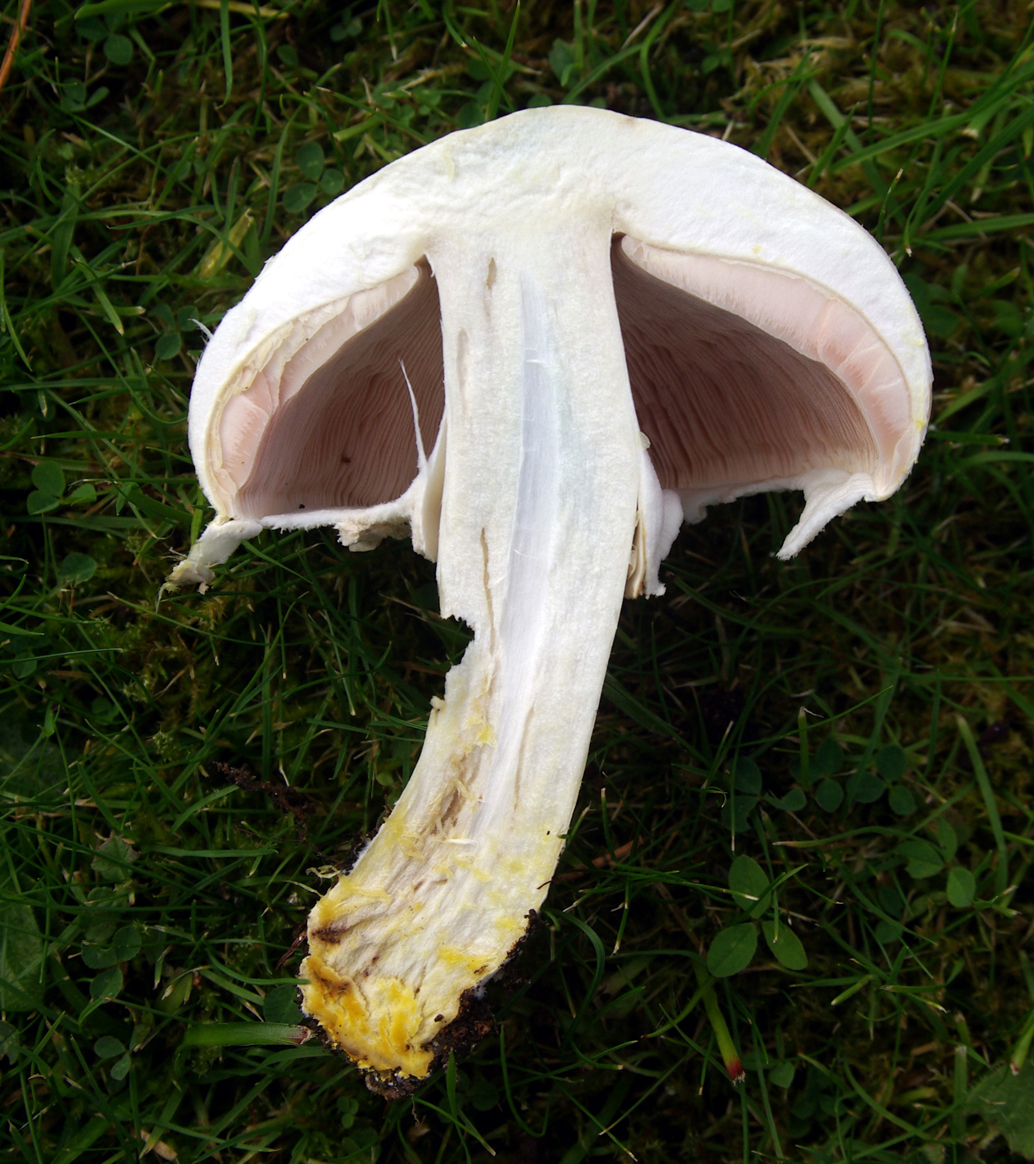 Agaric jaunissant (Agaricus xanthodermus)