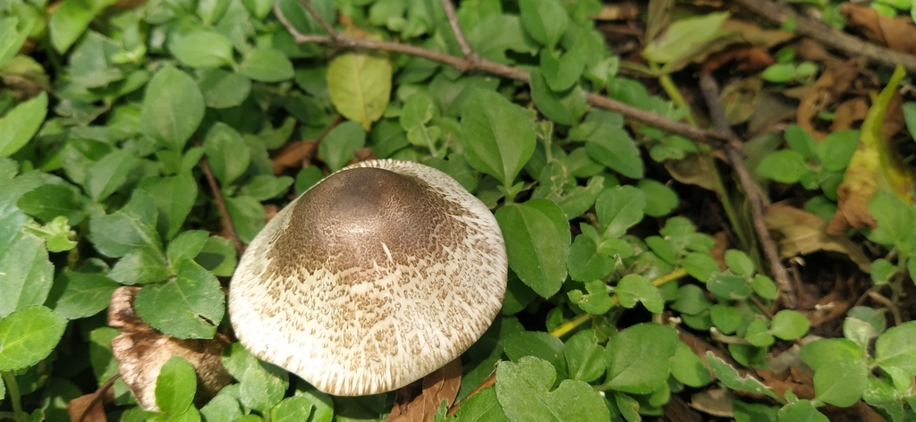 Agaric pintade (Agaricus moelleri)
