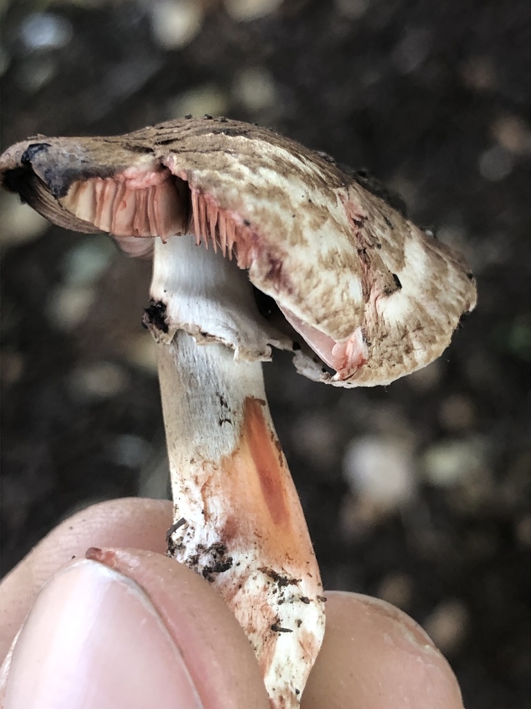 Agaric sylvatique (Agaricus sylvaticus)