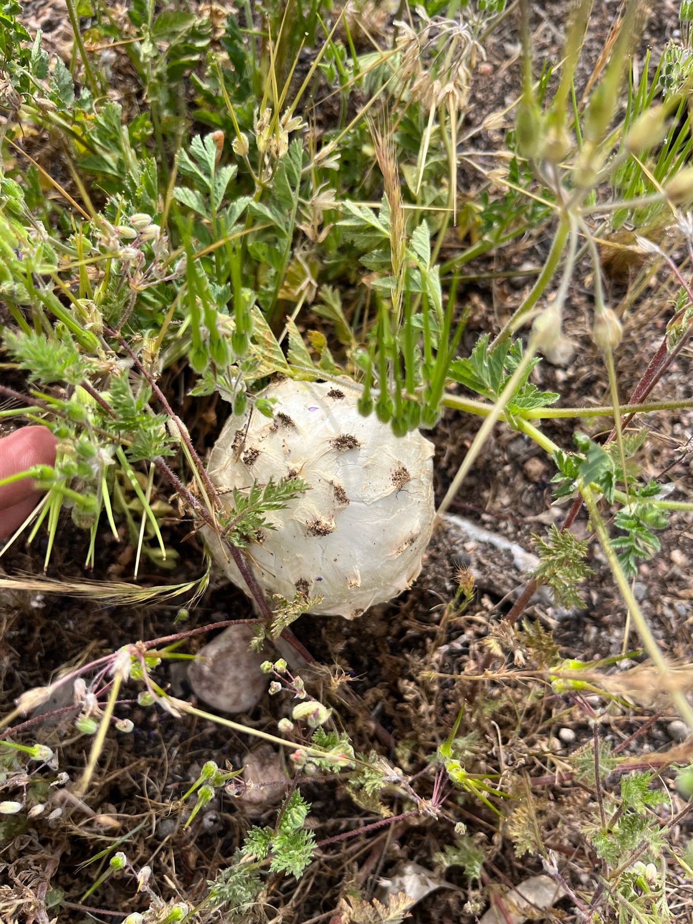 Agaricus deserticola (Agaricus deserticola)