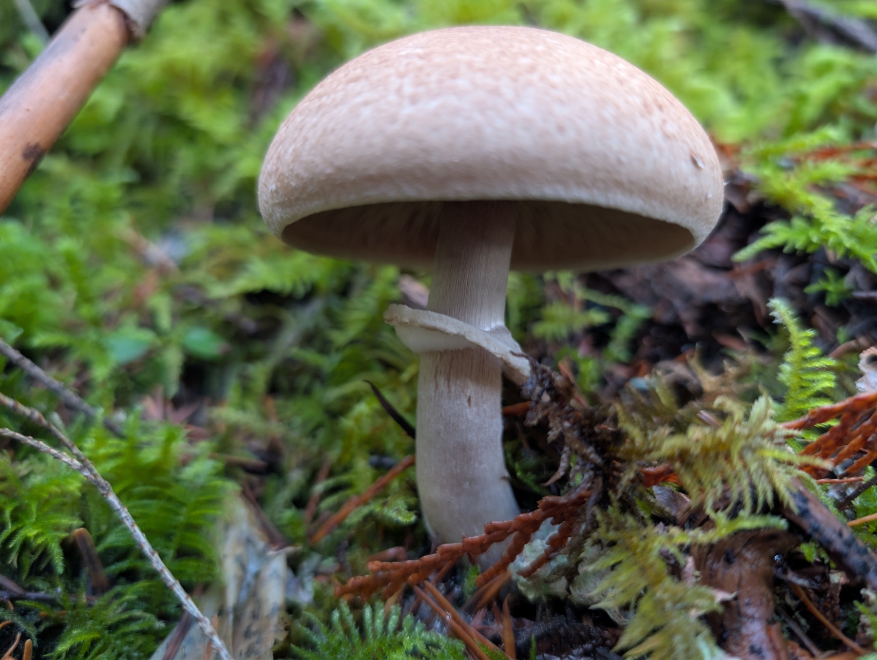 Agaricus hondensis (Agaricus hondensis)