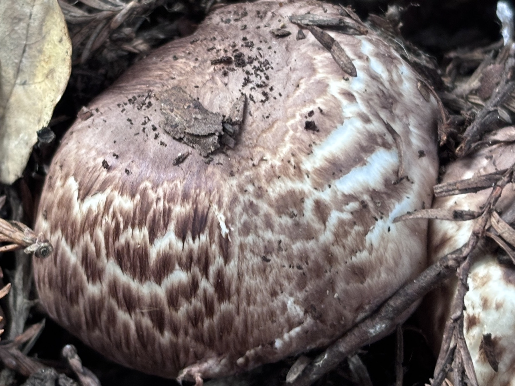 Agaricus subrutilescens (Agaricus subrutilescens)