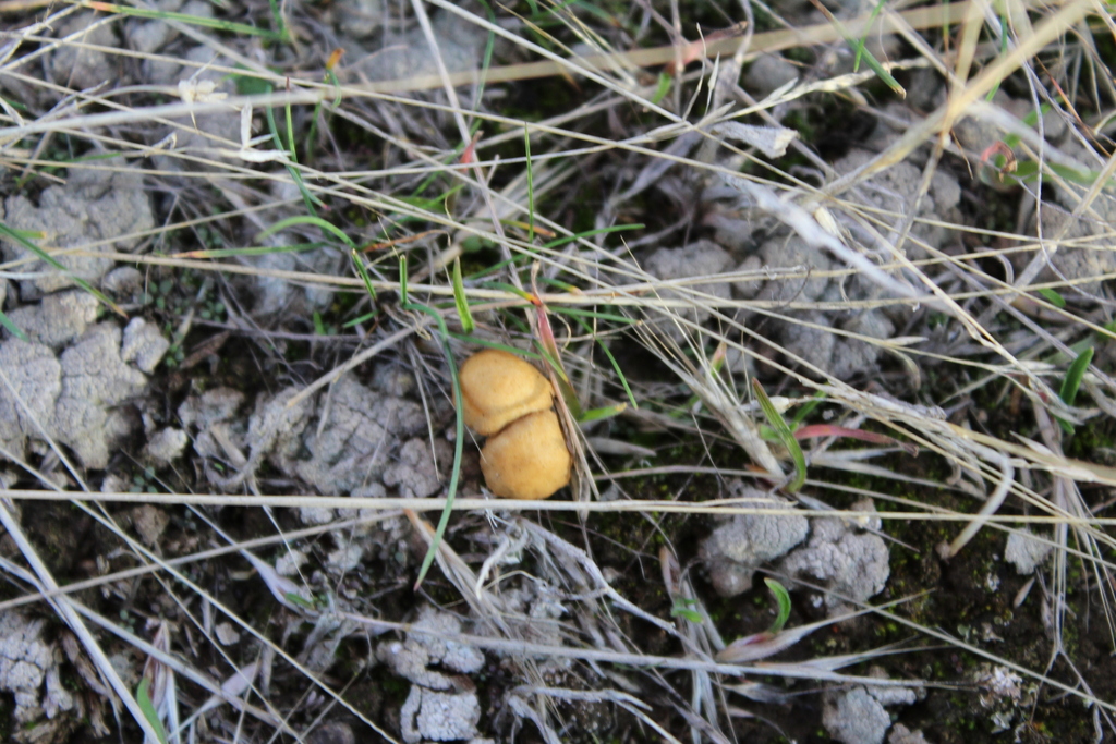 Agrocybe des pelouses (Agrocybe pediades)