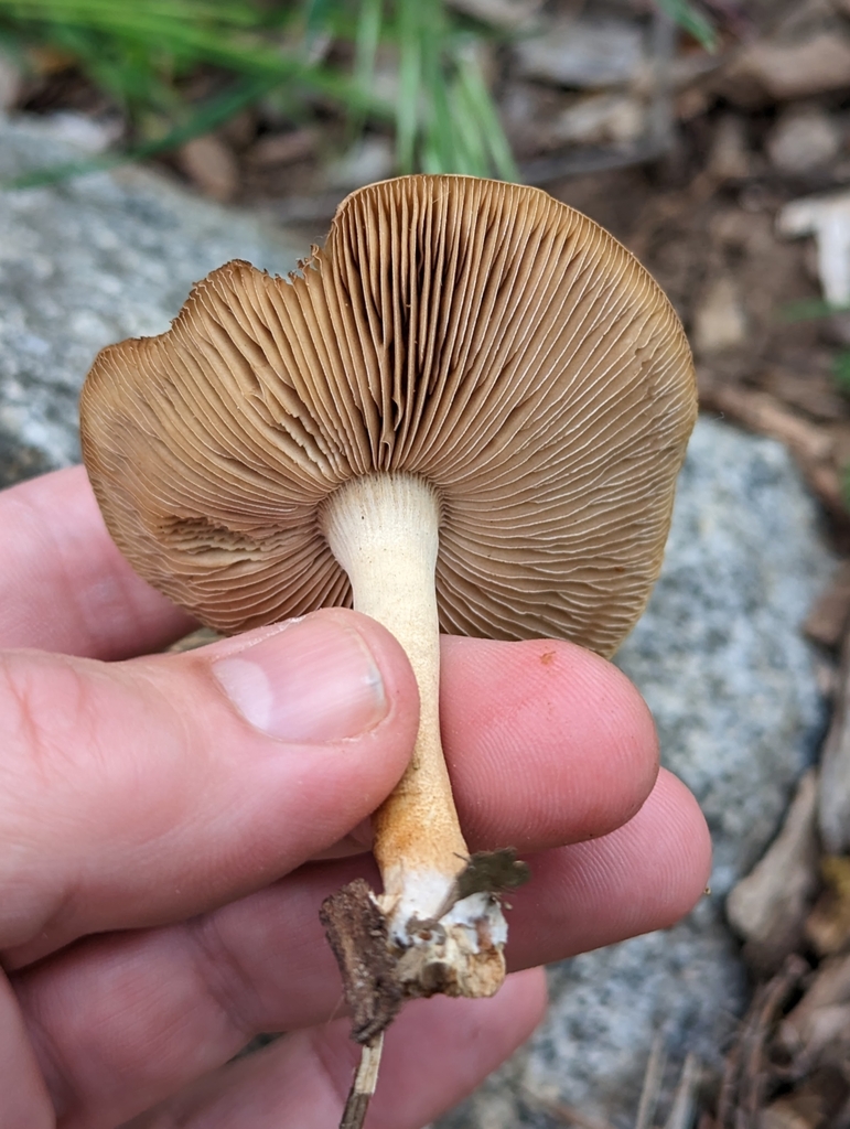 Agrocybe des villes (Agrocybe putaminum)