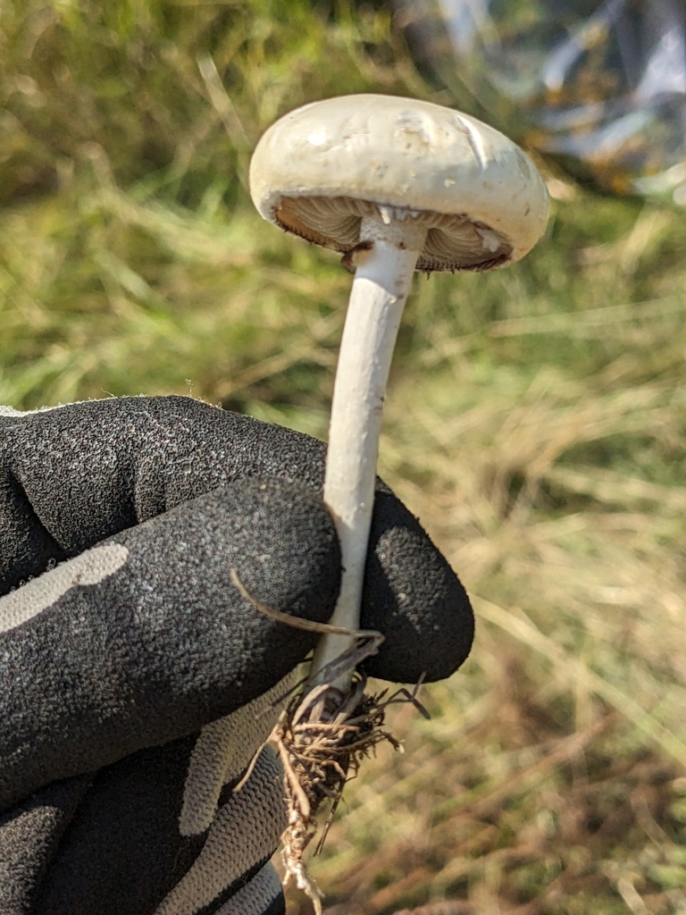 Agrocybe dur (Agrocybe molesta)