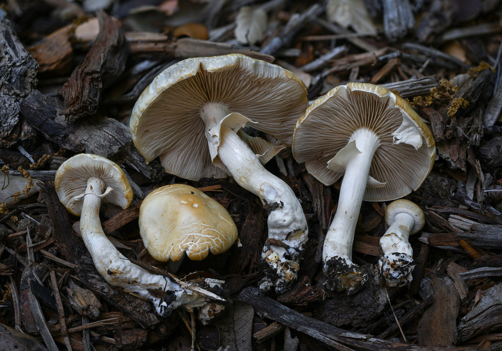 Agrocybe précoce (Agrocybe praecox)