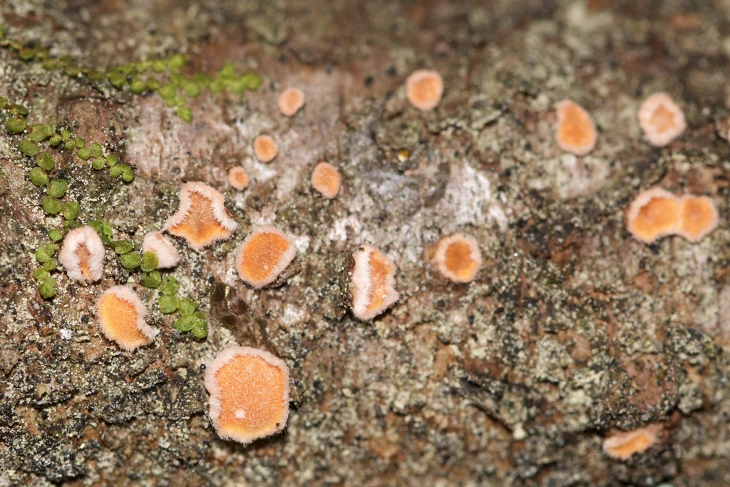 Aleurodisque du sapin (Aleurodiscus amorphus)