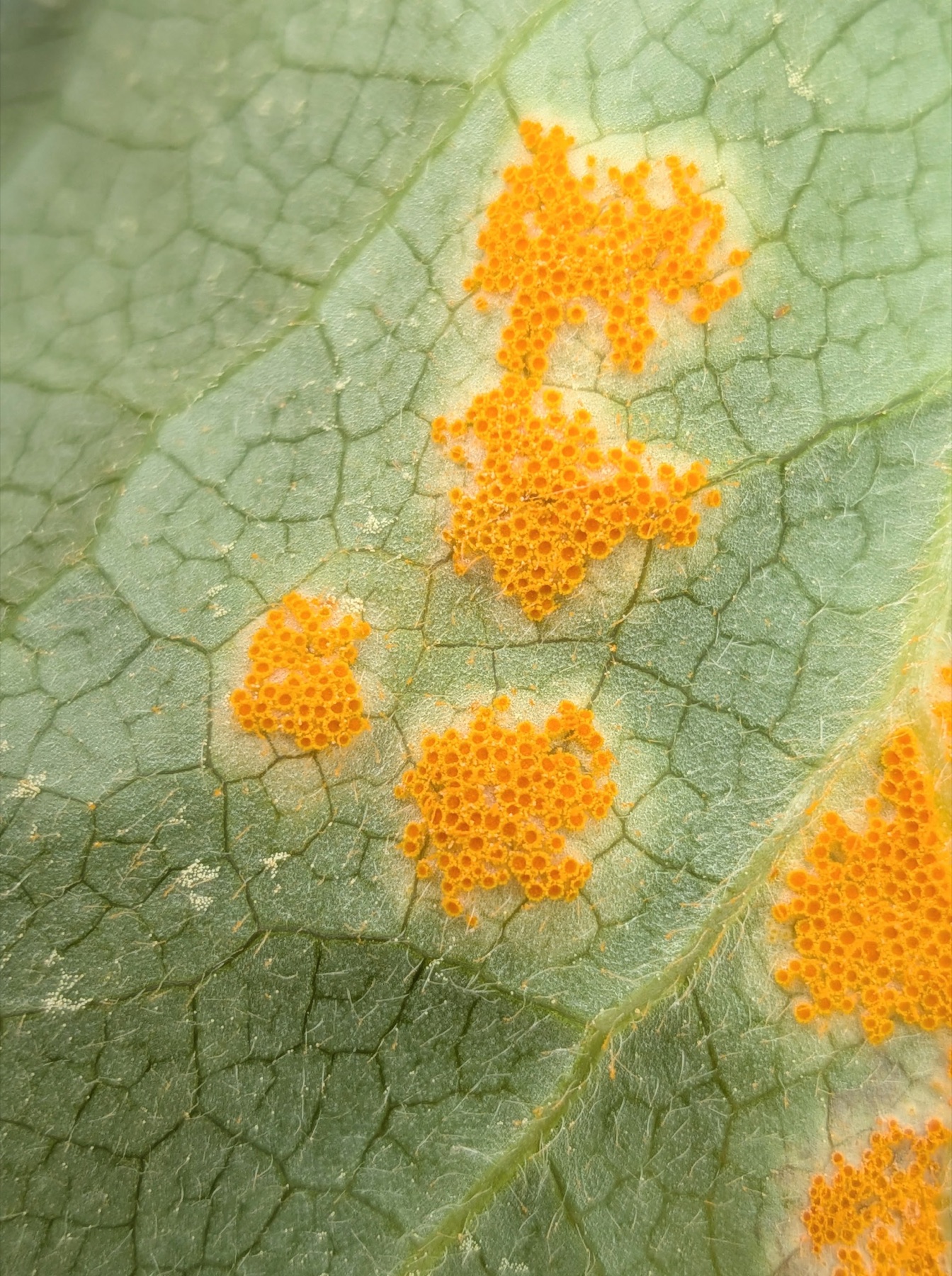 Allodus podophylli (Allodus podophylli)