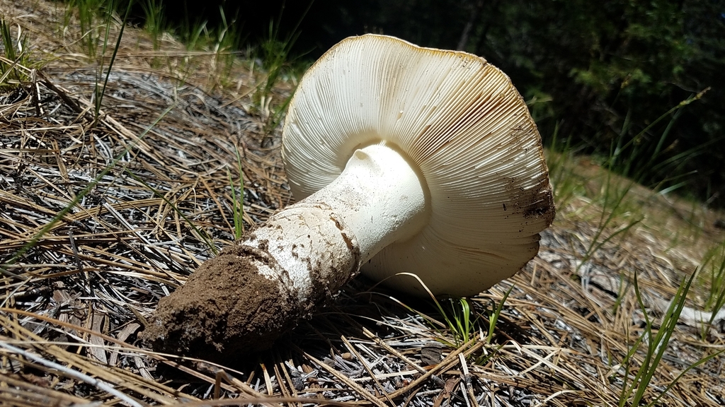Amanita aprica (Amanita aprica)