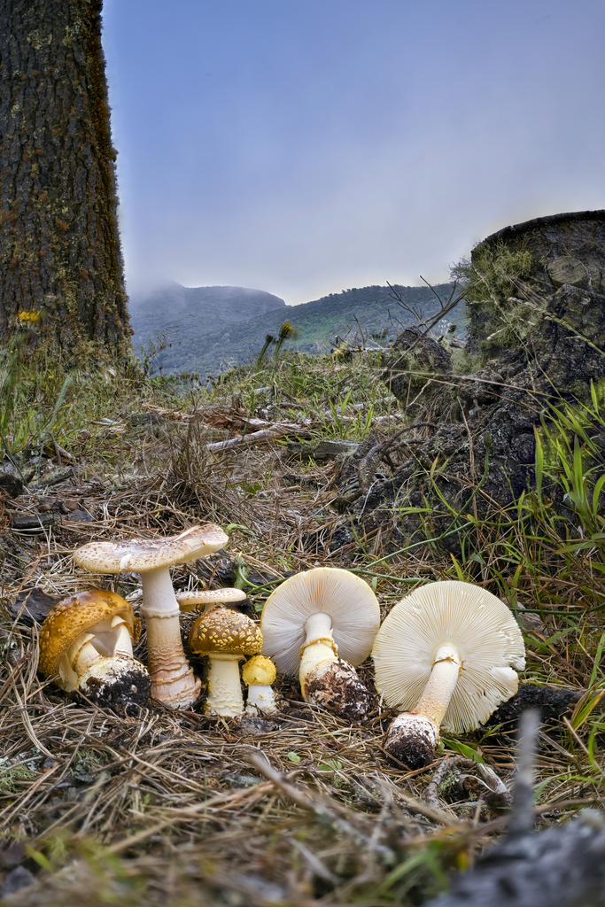 Amanita augusta (Amanita augusta)