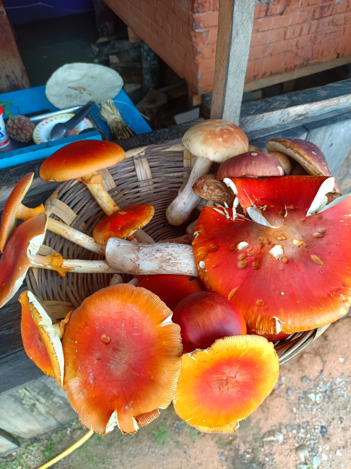 Amanita basii (Amanita basii)