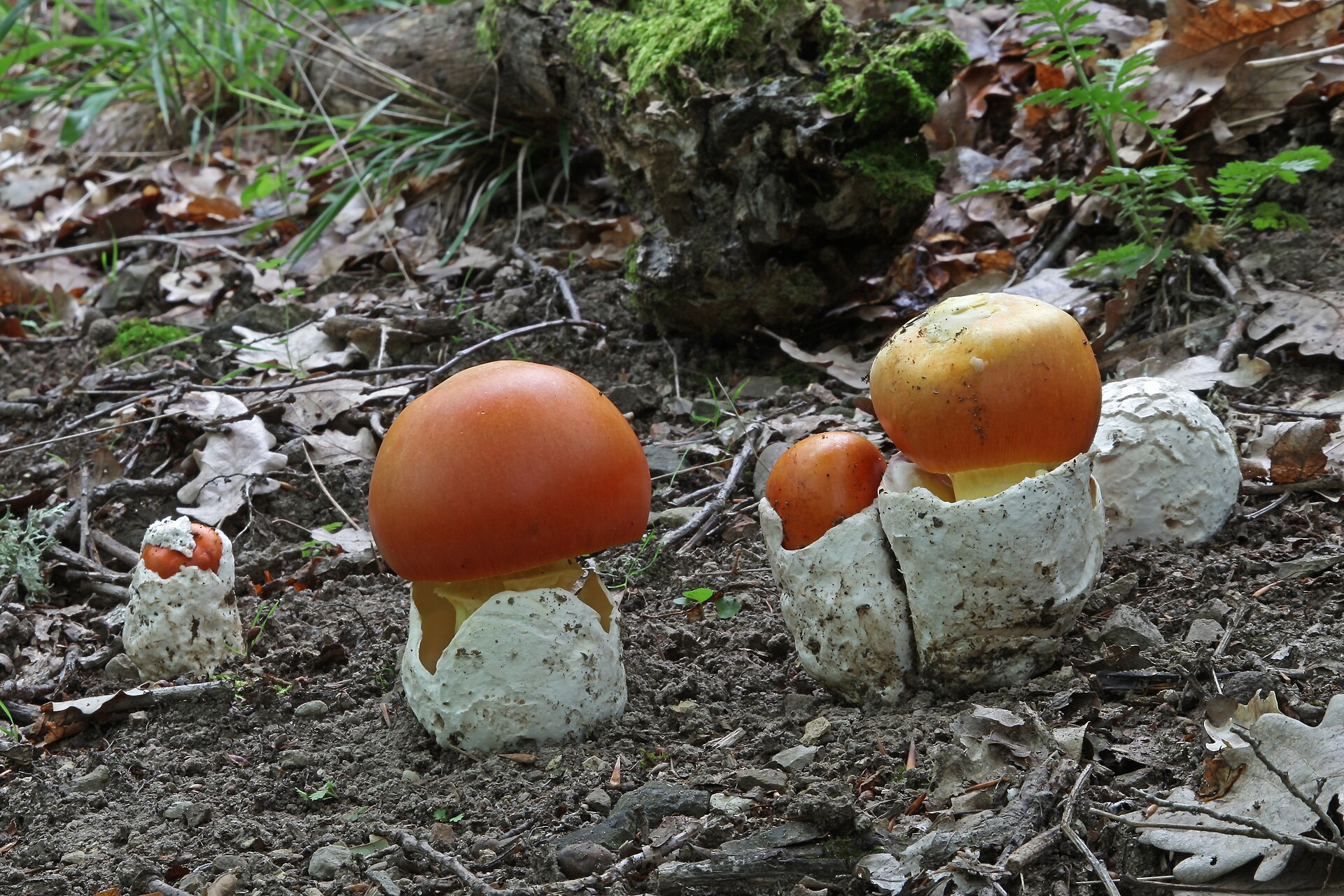 Amanite des Césars (Amanita caesarea)