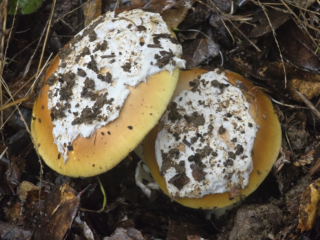 Amanita calyptroderma (Amanita calyptroderma)