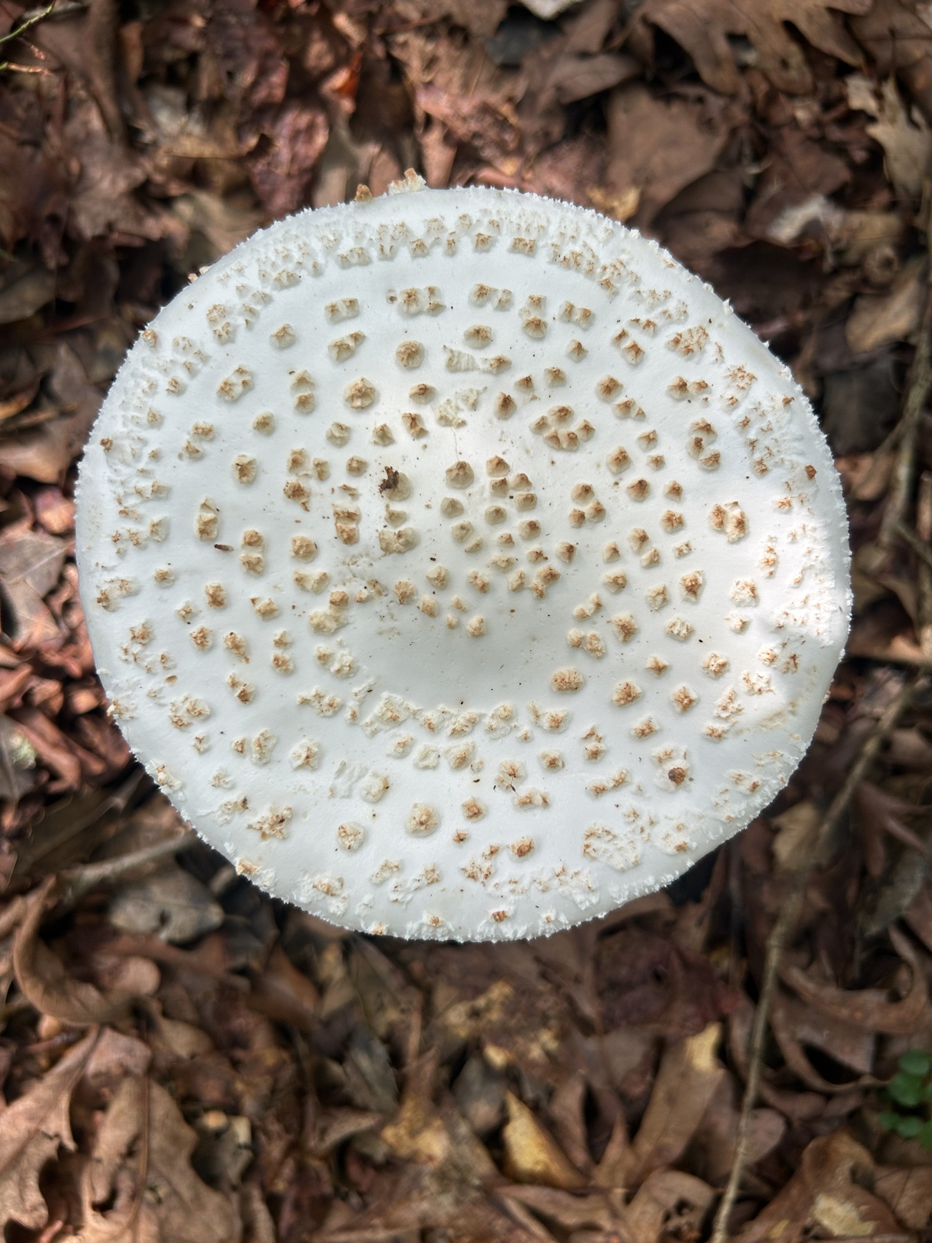 Amanita cokeri (Amanita cokeri)
