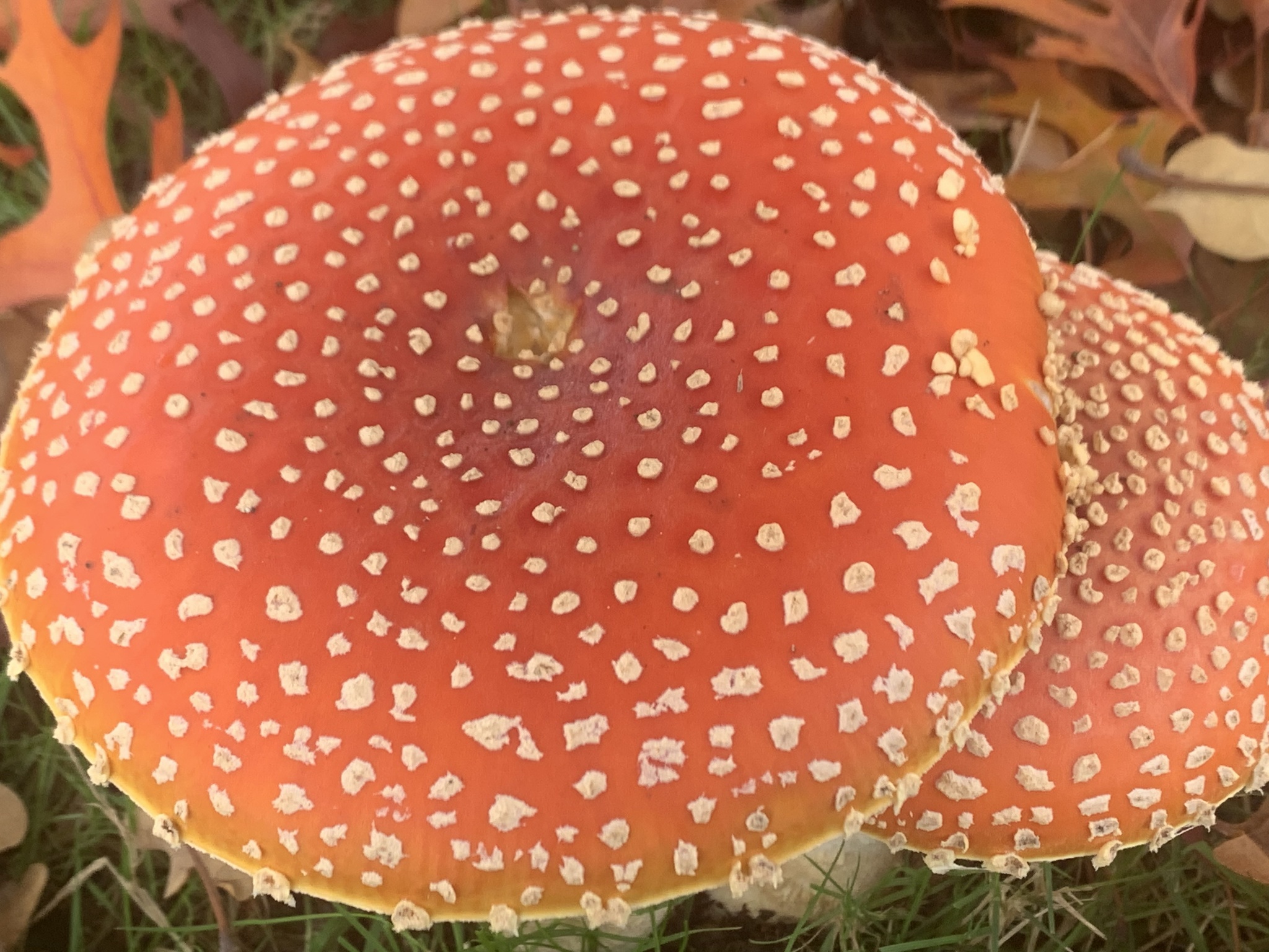 Amanite tue-mouches (Amanita muscaria)