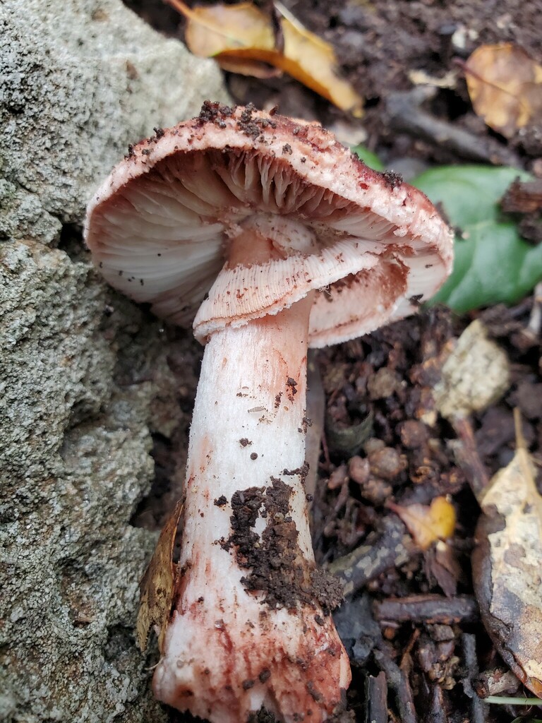 Amanita novinupta (Amanita novinupta)