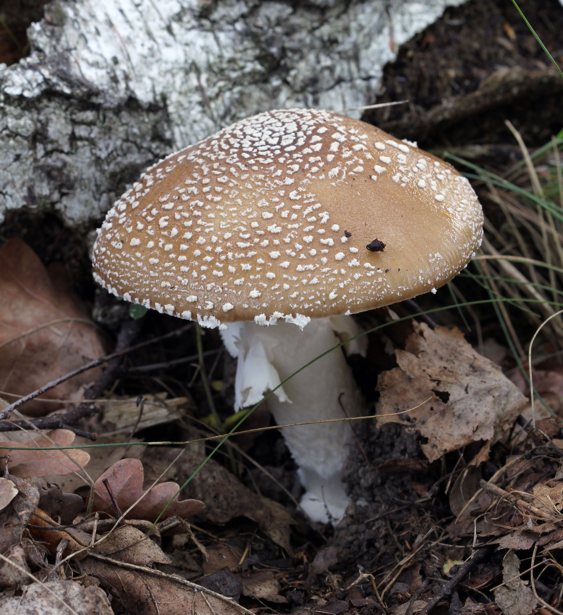Amanite panthère (Amanita pantherina)