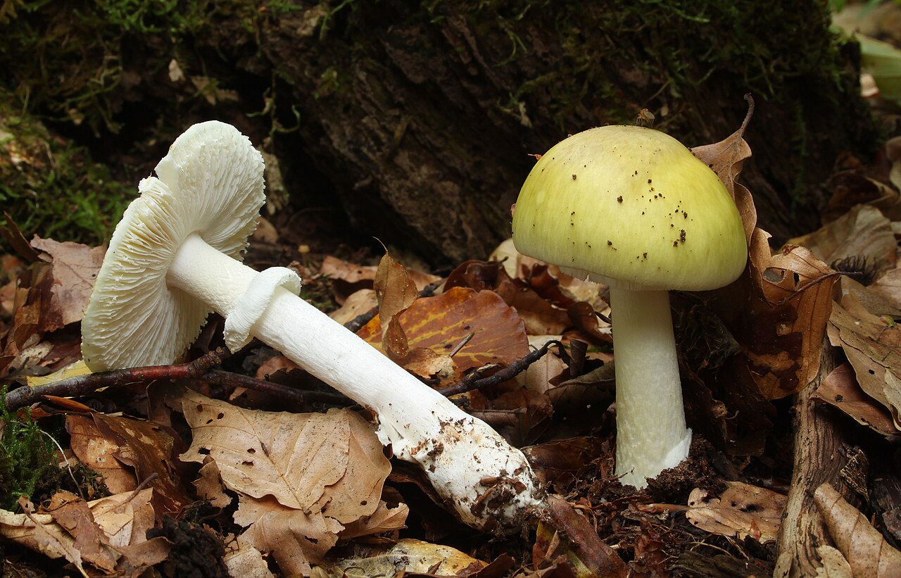 Amanite phalloïde (Amanita phalloides)