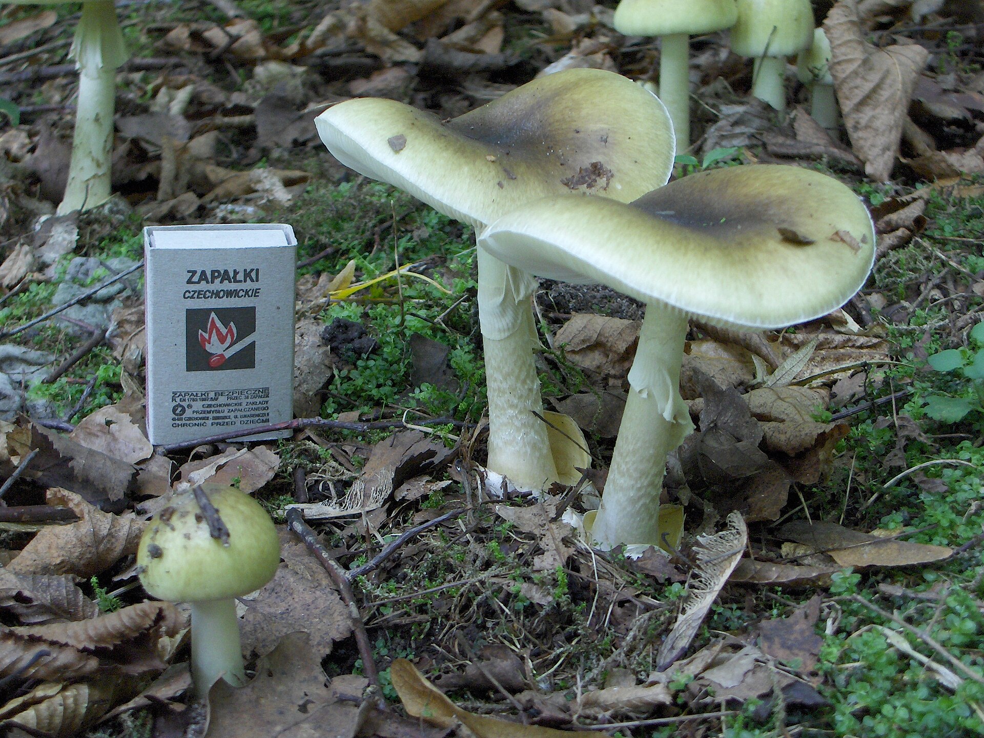 Amanite phalloïde (Amanita phalloides)