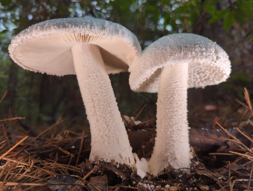 Amanita polypyramis (Amanita polypyramis)
