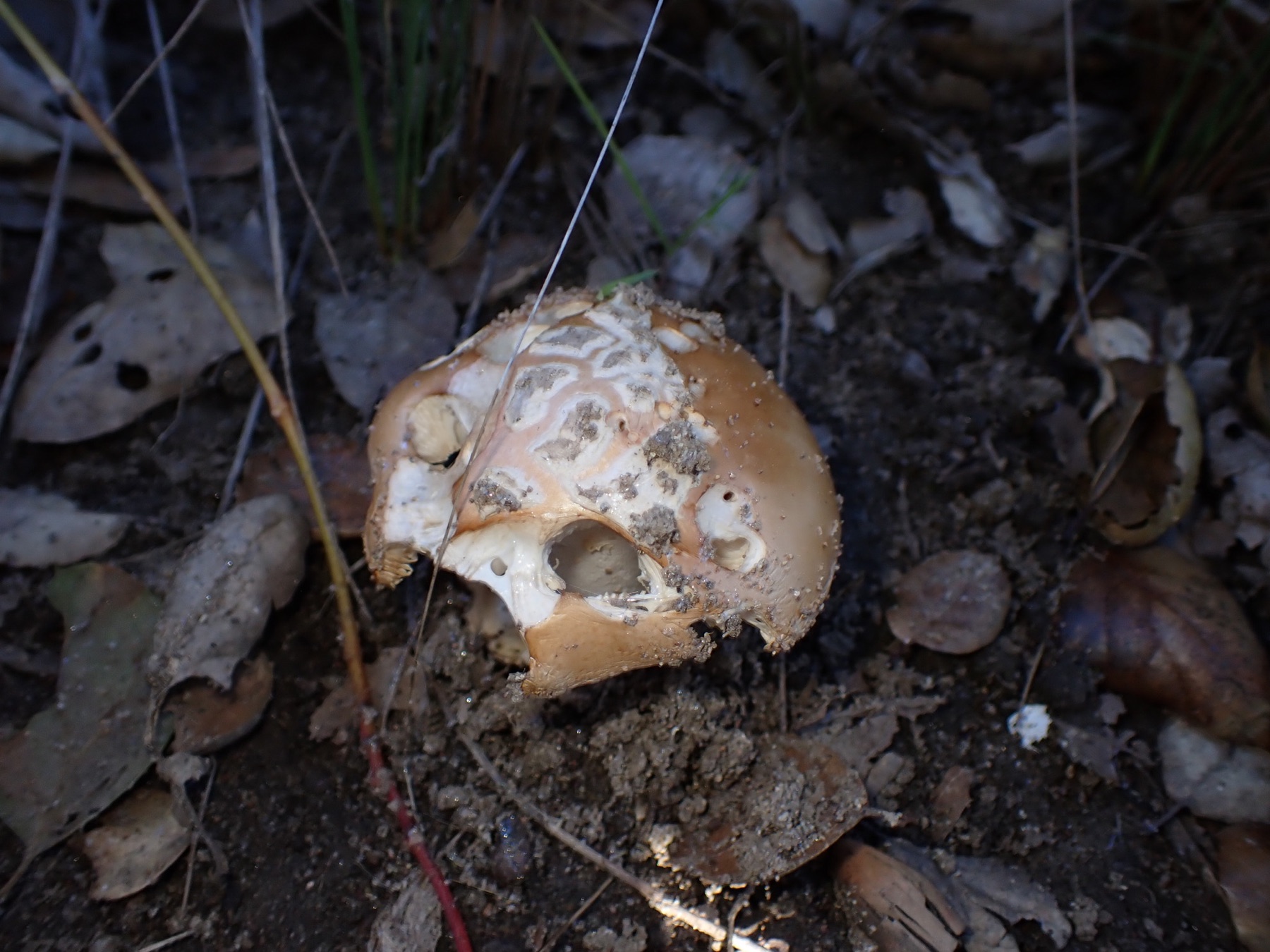 Amanita velosa (Amanita velosa)