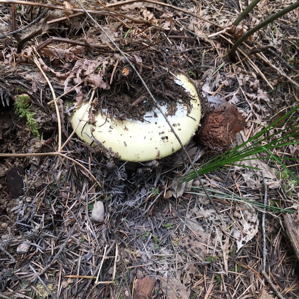 Amanita vernicoccora (Amanita vernicoccora)