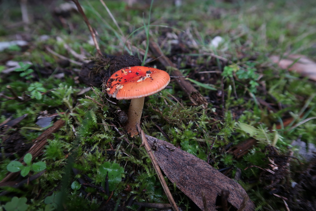 Amanita xanthocephala (Amanita xanthocephala)