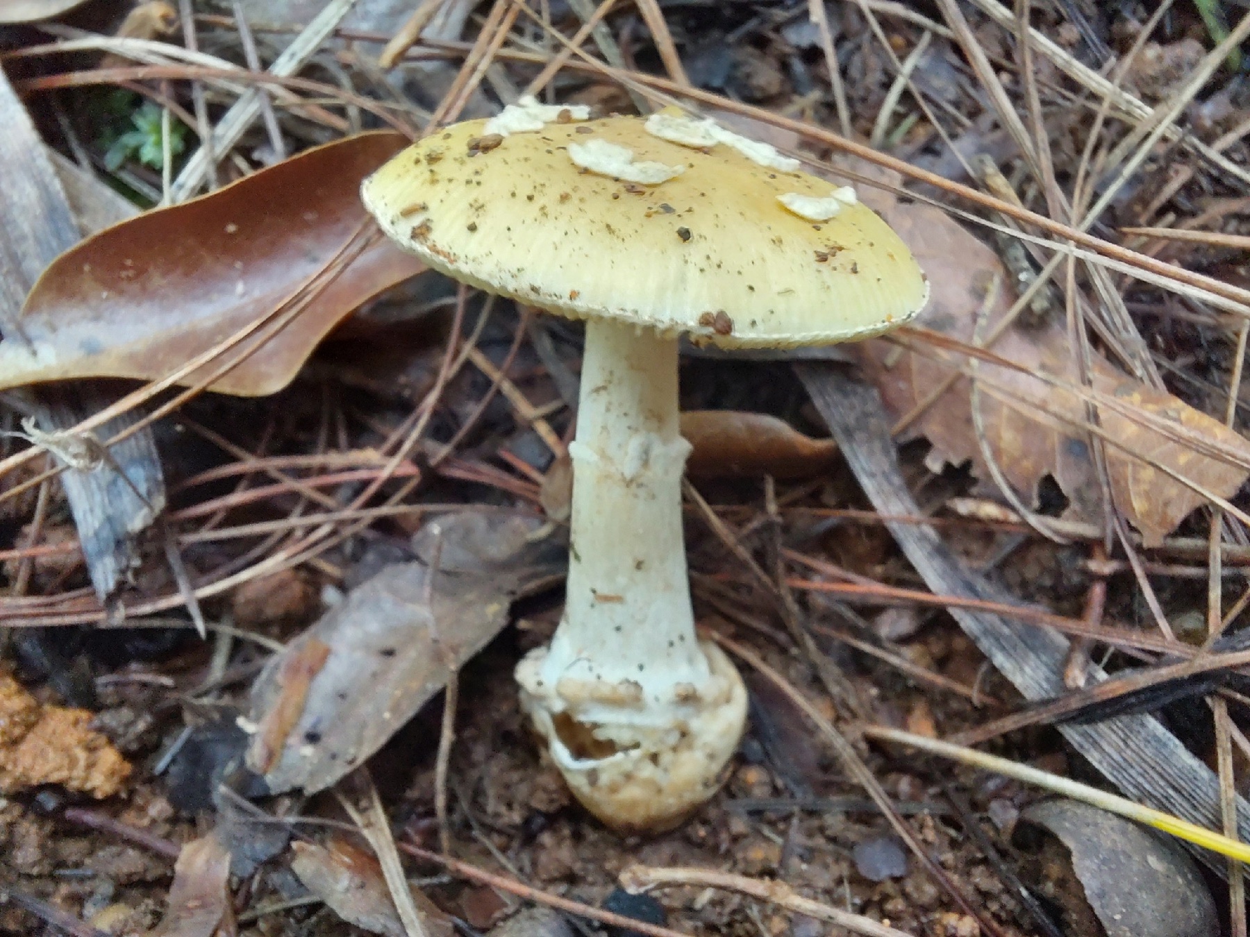 Amanita xylinivolva (Amanita xylinivolva)
