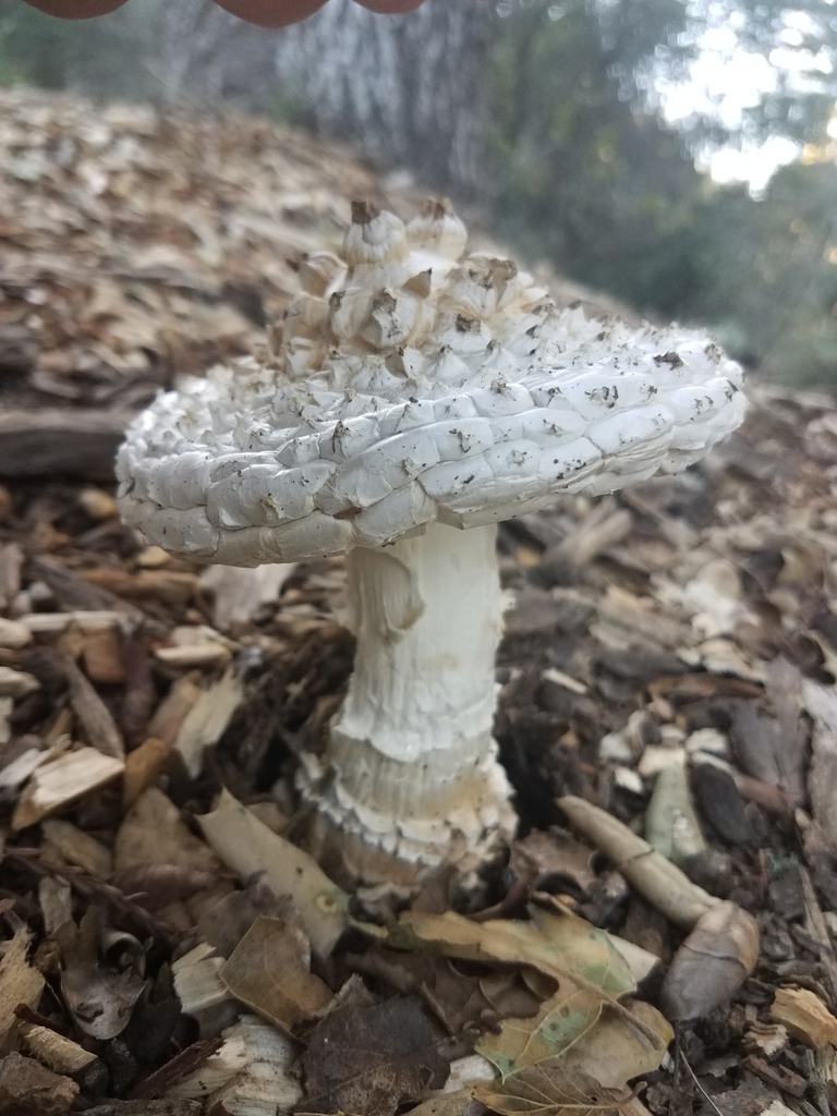 Amanite à grosses verrues (Amanita magniverrucata)