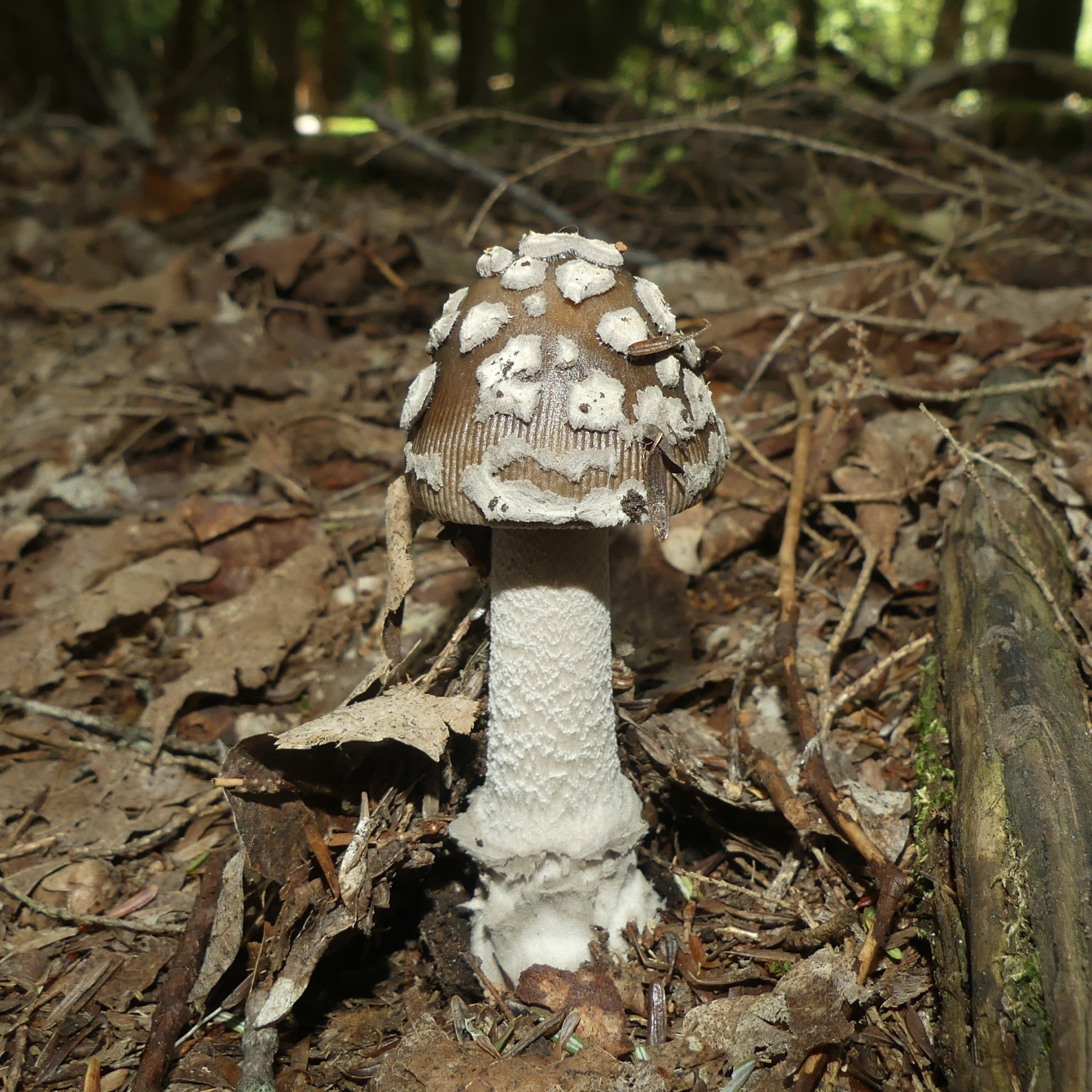 Amanite à pied déguenillé (Amanita rhacopus)
