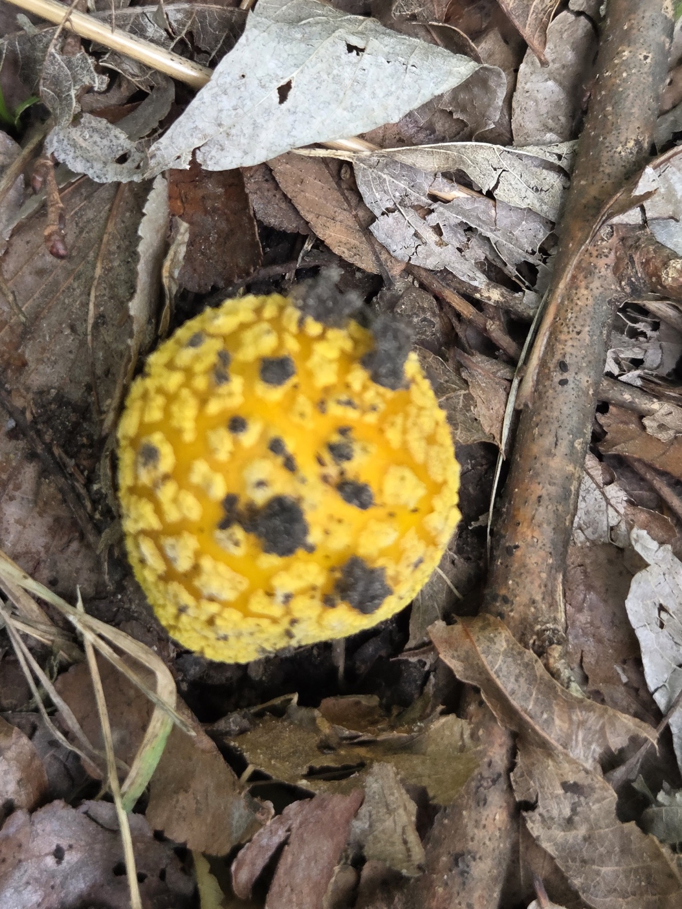 Amanite à voile jaune (Amanita flavoconia)