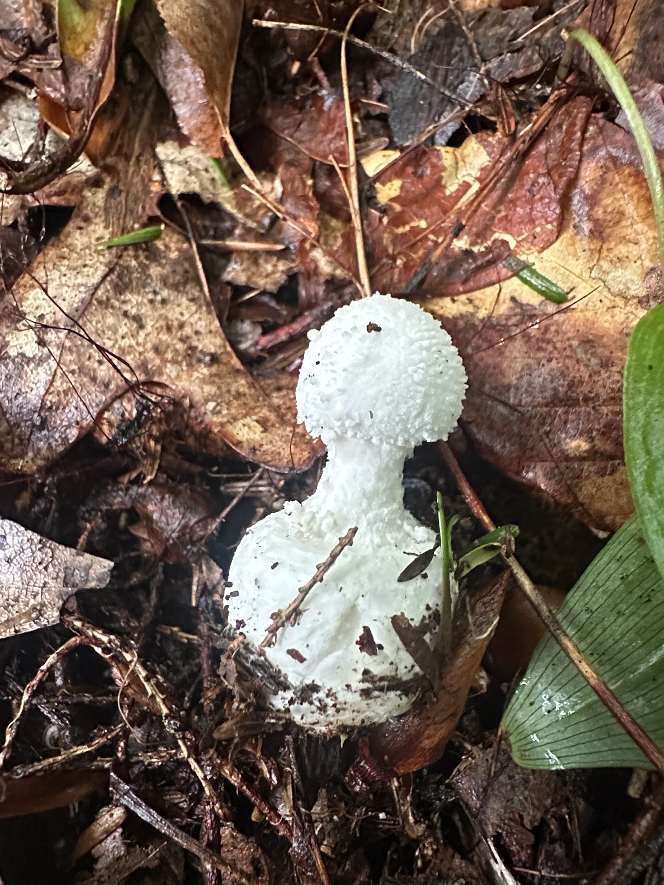 Amanite abrupte (Amanita abrupta)