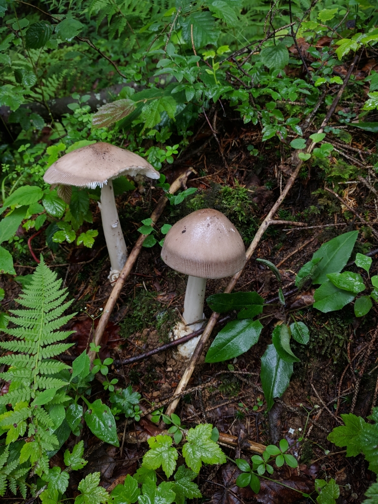 Amanite de Battarra (Amanita battarrae)