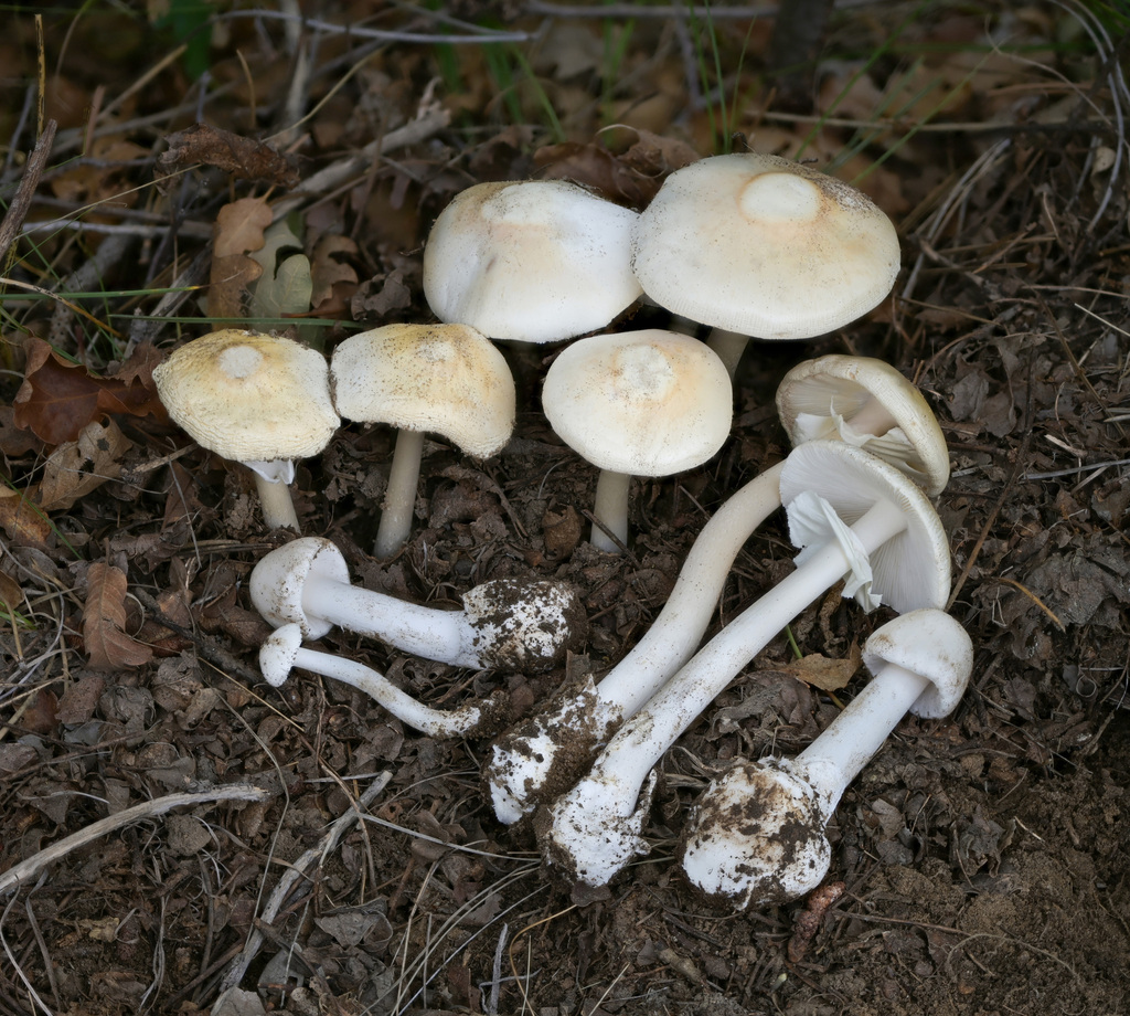 Amanite bisporigère (Amanita bisporigera)