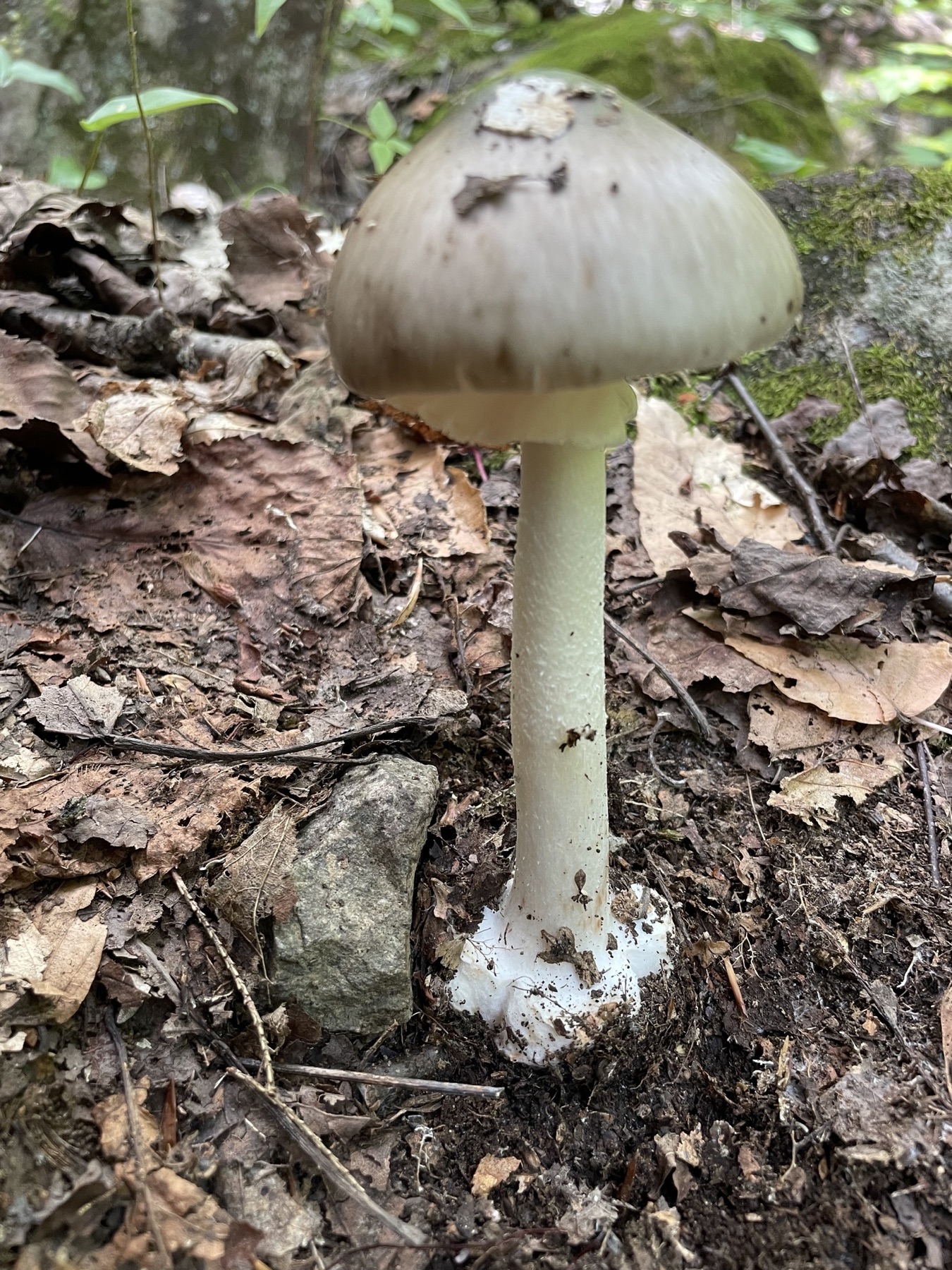 Amanite brunissante (Amanita brunnescens)