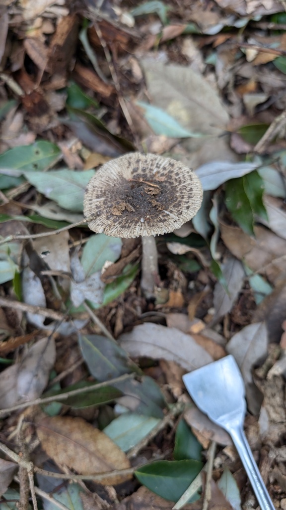 Amanite de Cecilia (Amanita ceciliae)