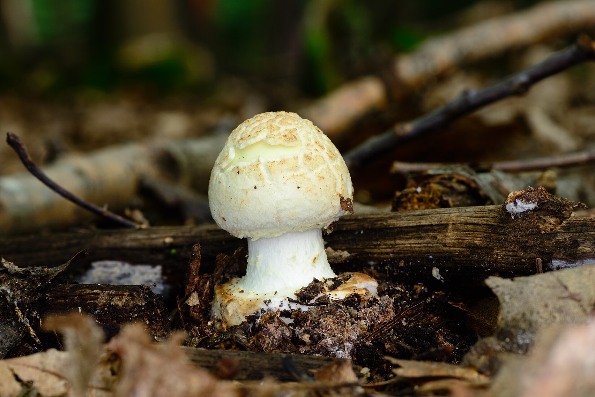Amanite citrine (Amanita citrina)