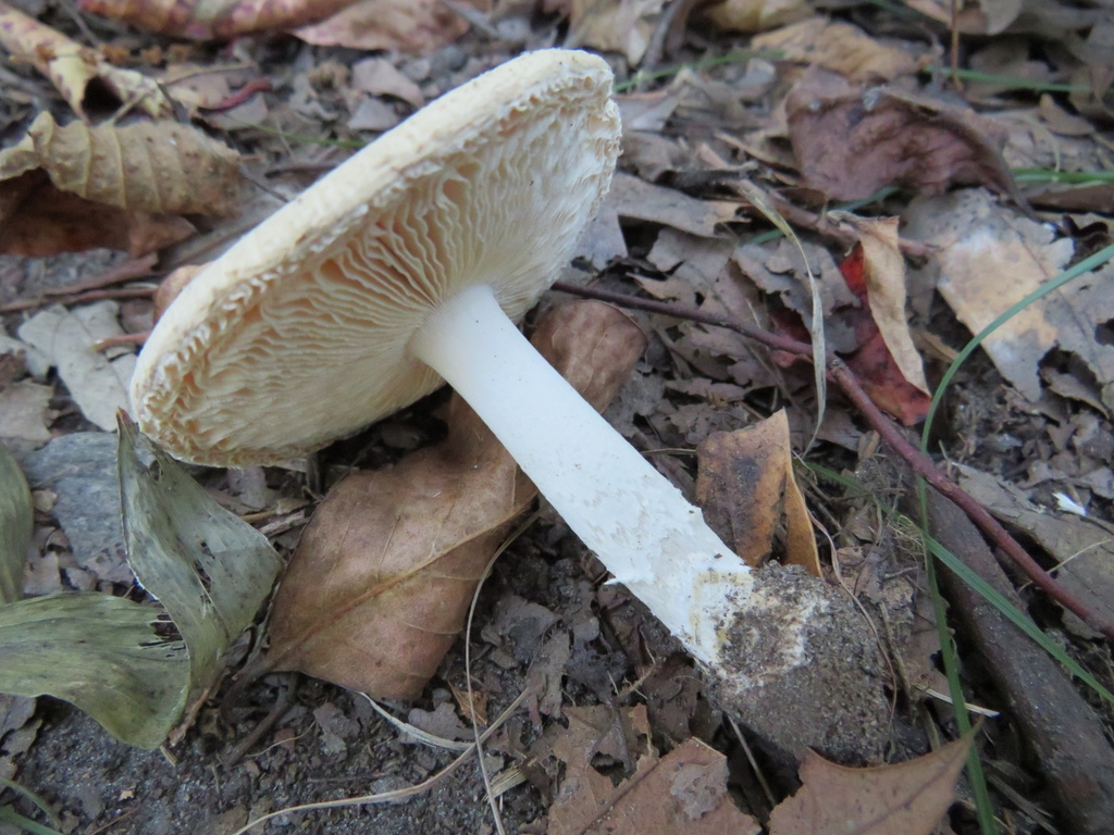 Amanite crénelée (Amanita crenulata)